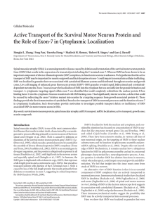 Active Transport of the Survival Motor Neuron Protein and