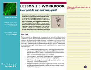 LESSON 2.3 WORKBOOK How fast do our neurons signal?