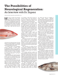 M The Possibilities of Neurological Regeneration: An Interview with Dr. Zupanc