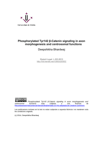 Phosphorylated Tyr142 β-Catenin signaling in axon morphogenesis and centrosomal functions Deepshikha Bhardwaj