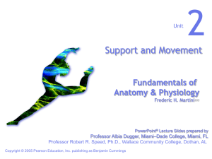 2 Support and Movement Fundamentals of Anatomy &amp; Physiology