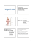 Appendicular Skeleton •The appendicular skeleton includes the bones of