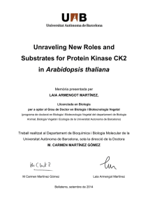 Unraveling New Roles and Substrates for Protein Kinase CK2 Arabidopsis thaliana