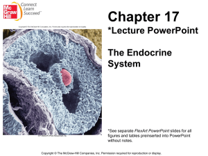Chapter 17 *Lecture PowerPoint The Endocrine System