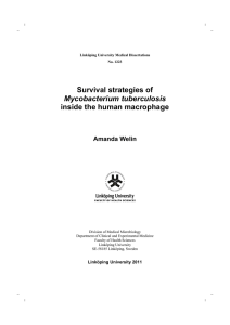 Survival strategies of inside the human macrophage Mycobacterium tuberculosis Amanda Welin