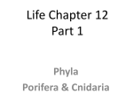 Life Chapter 12 Part 1 Phyla Porifera &amp; Cnidaria