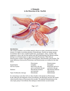 A Miniguide to the Dissection of the  Starfish