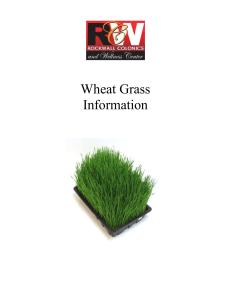 WHEAT GRASS JUICE ( The green revolution)