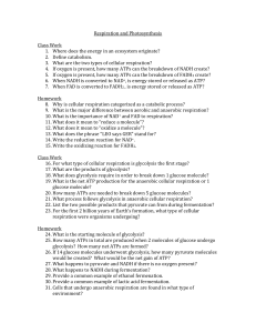 Respiration and Photosynthesis Class Work Where does the energy