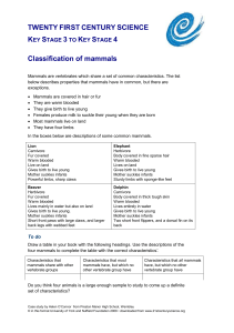 worksheet: classifying mammals