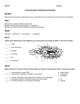 Worksheet - characteristics of bacteria - OISE-IS