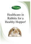Healthcare in Rabbits