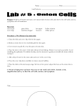 Lab #5 - Onion Cells (Oct. 21 2014)