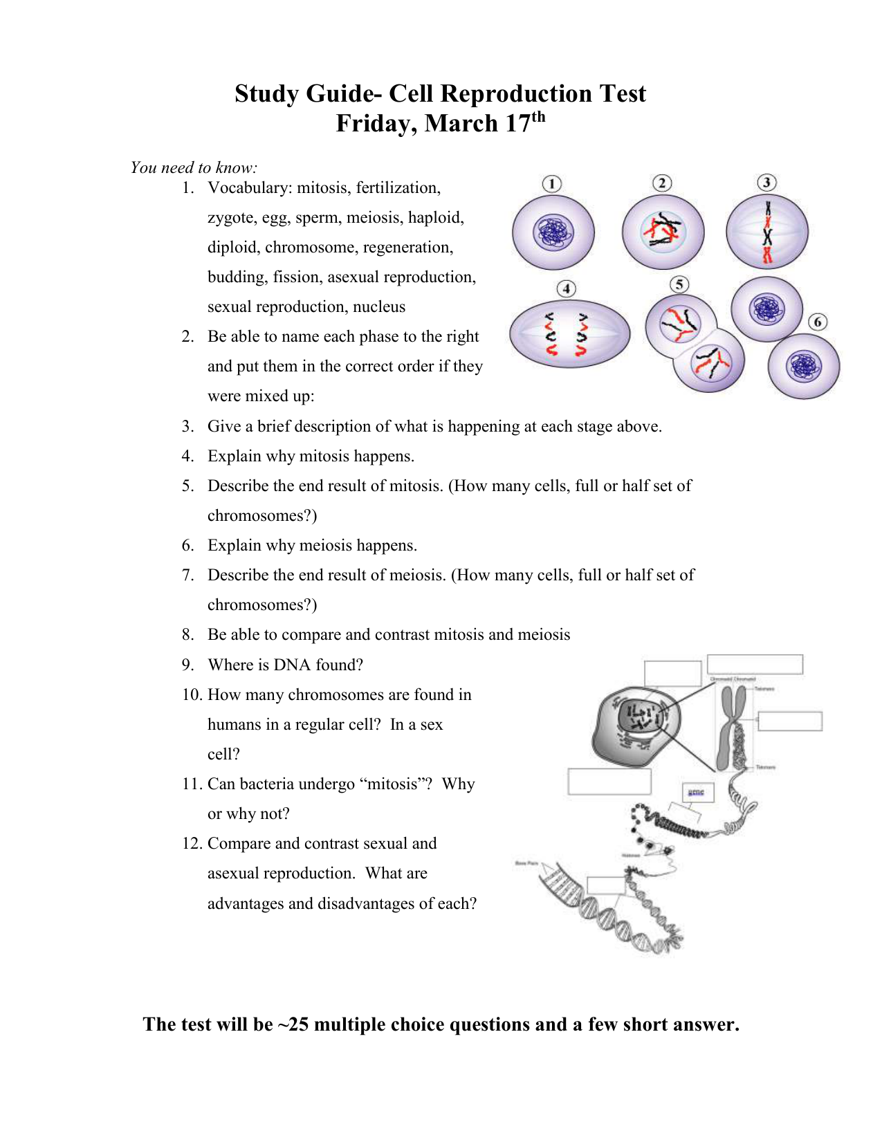 Study Guide- Cell Reproduction Quiz Throughout Meiosis Worksheet Vocabulary Answers