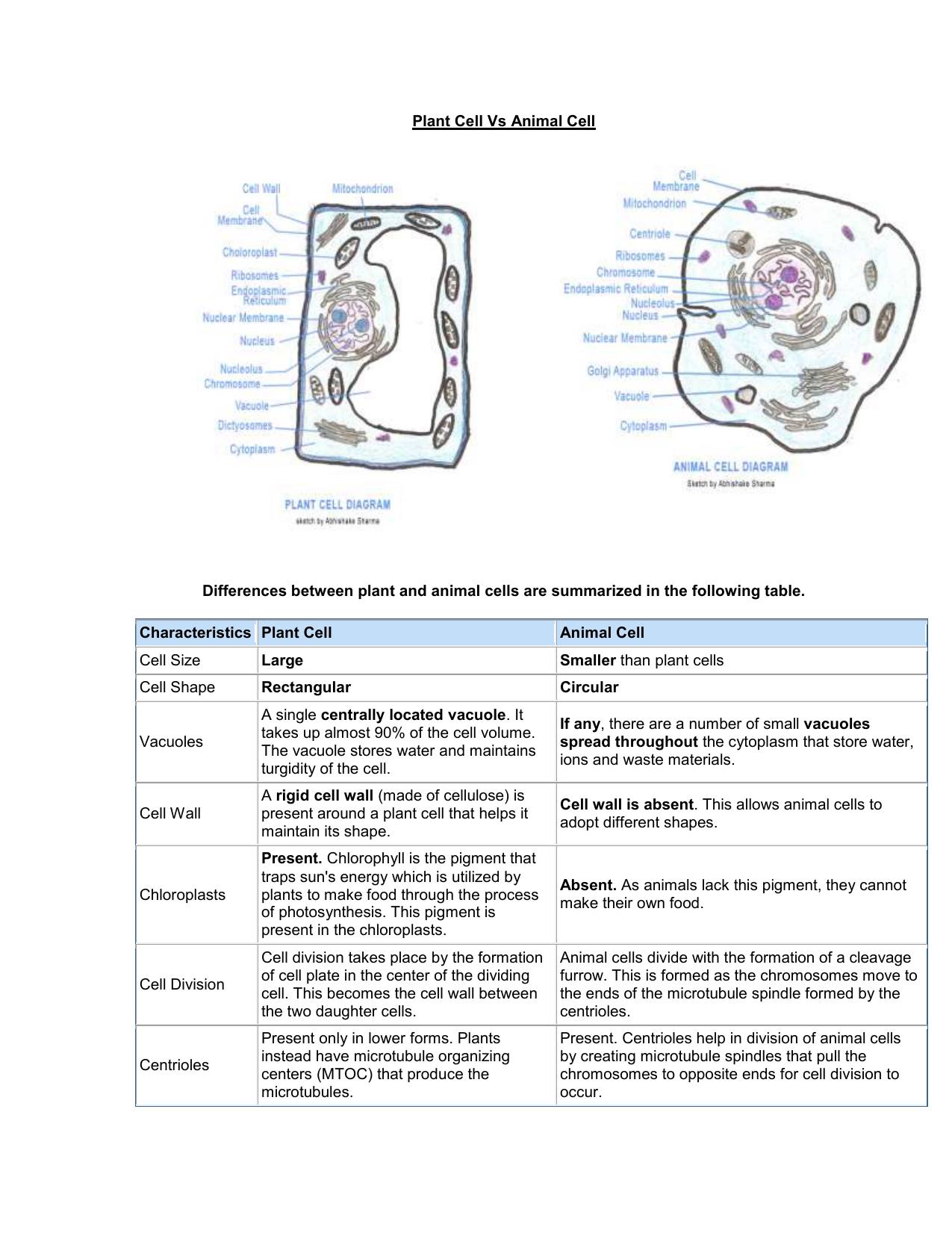 How to draw a plant and animal cell