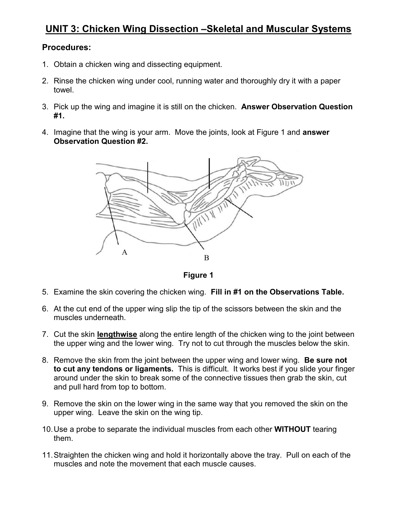 chicken-wing-dissection-lab-answers-goimages-park