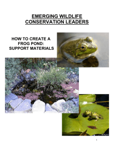 How to Create a Frog Pond