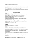 Chapter 2 Plant Cells and how they work