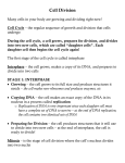 File cell division notes 11a