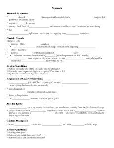 Stomach - Physiology