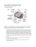 Your Brain and What It Does