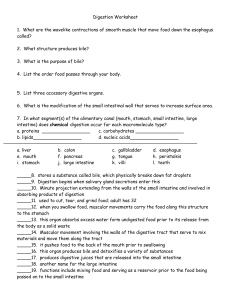 Digestion Worksheet