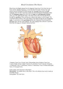 blood flow through the heart