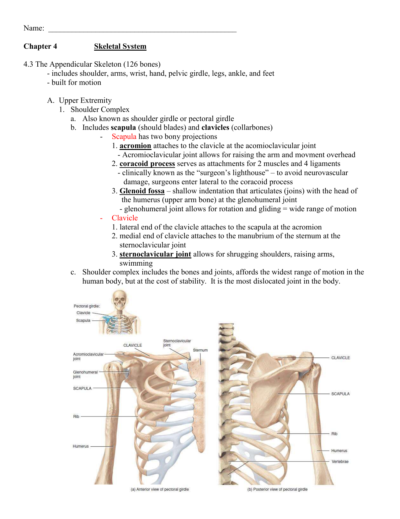 11.11 Appendicular Skeleton Intended For Appendicular Skeleton Worksheet Answers