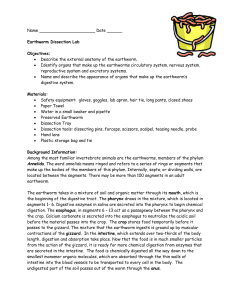 Name Date Earthworm Dissection Lab Objectives: Describe the