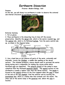 Earthworm Dissection Pictures: Modern Biology, Holt Purpose: In