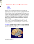 Brain Structures and their Functions