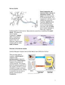 Neurons, Synapses, the Nervous System