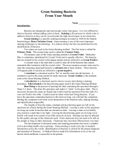 Gram Staining Cheek Cells From Your Mouth