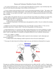 Mendelian Genetics Problems