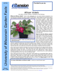 African Violets - Plant Disease Diagnostics Clinic