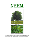 The Neem tree (Azadirachta indica A