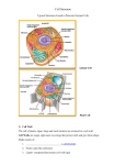 Cell Structure