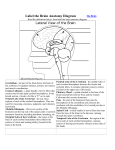 Label the Brain Anatomy Diagram - Windsor C