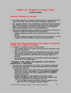 Chapter 36 Transport in Vascular Plants