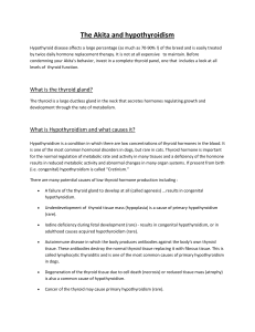 The Akita and hypothyroidism (compatable)