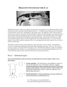 Digestive System—This system consists of several organs that work