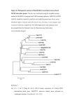 Figure S4 Phylogenetic analysis of MdMYB121 and abiotic