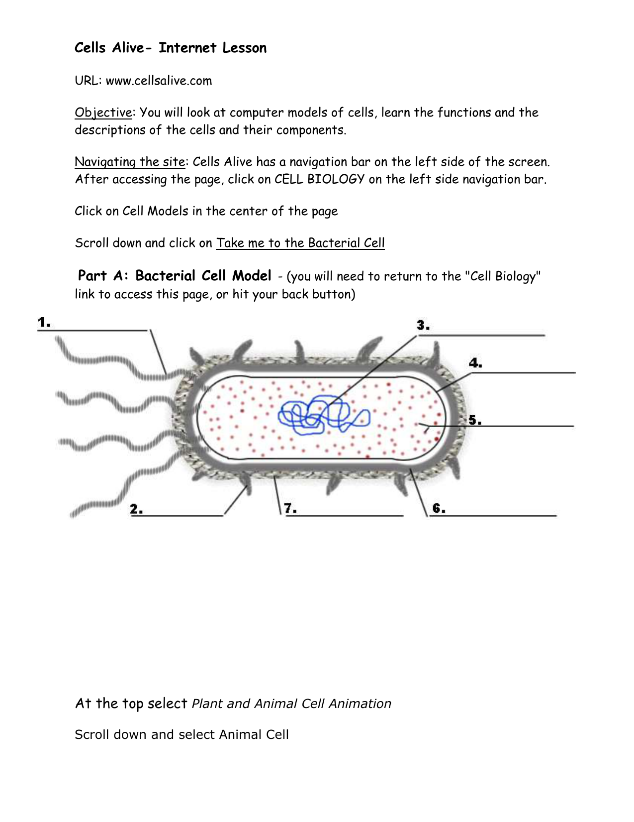 Cells Alive With Cells Alive Worksheet Answer Key