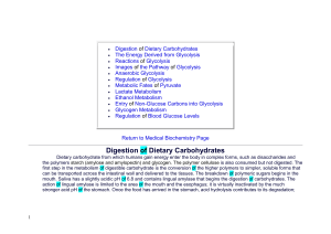 Digestion of Dietary Carbohydrates