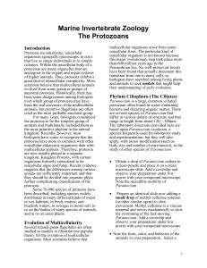 The Protozoans