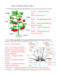 Parts of a Plant and Flower Notes
