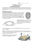 turtle dissection lab