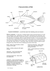 Characteristics of fish