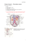 Urinary System 1 – The urinary system