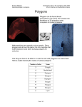 Polygons_worksheet3 - Penns Valley Math Resources